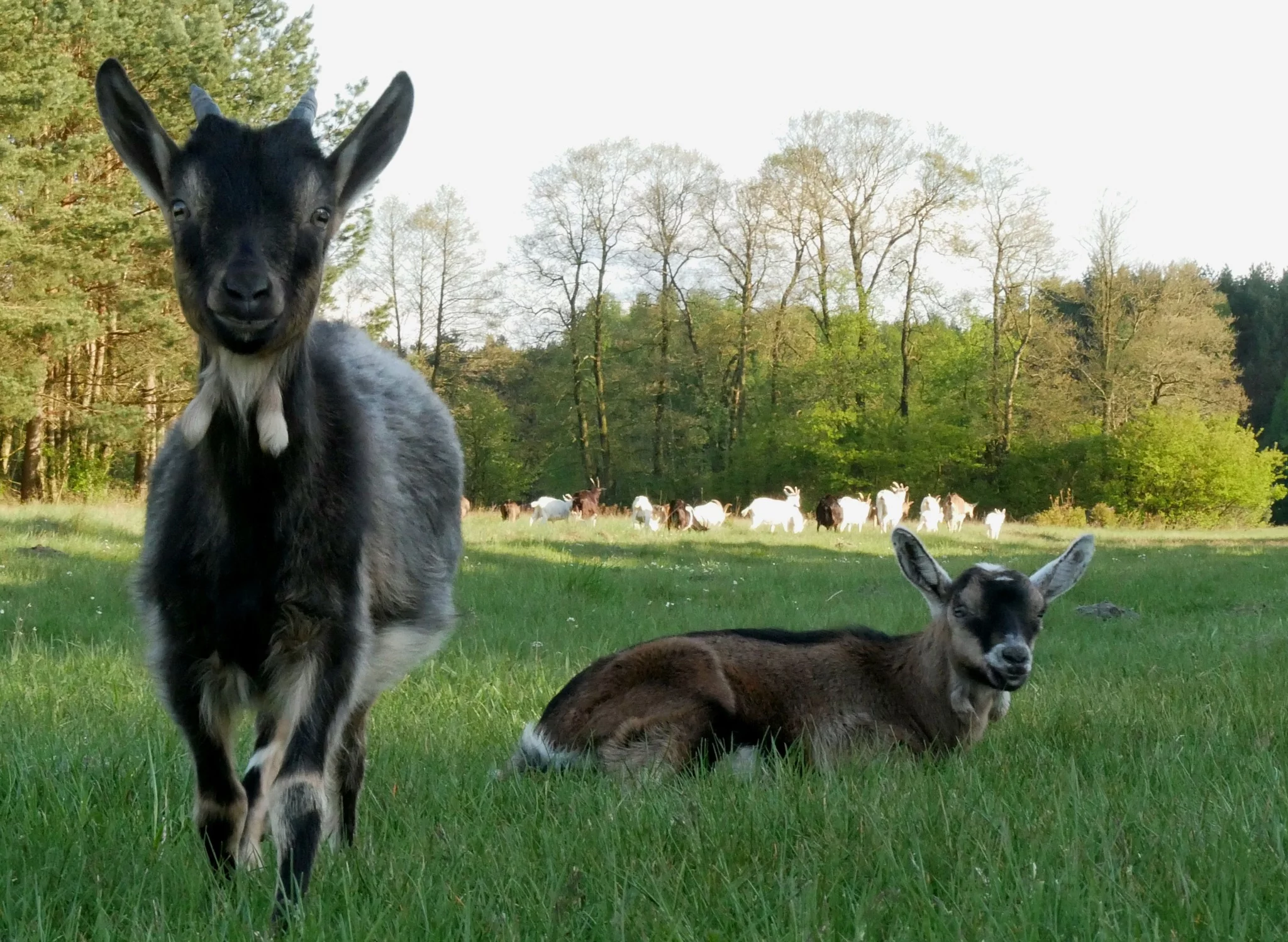 W centrum Płocka będzie można spotkać kozy