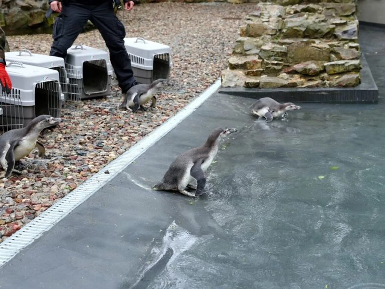 Brudna, zielono-brązowa woda u pingwinów w Zoo w Płocku? Ogród tłumaczy