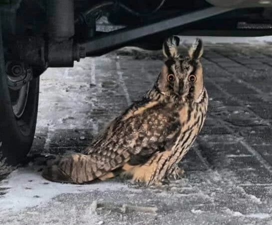 Szybka reakcja ocaliła ją przed pewną śmiercią. Pomogła straż miejska