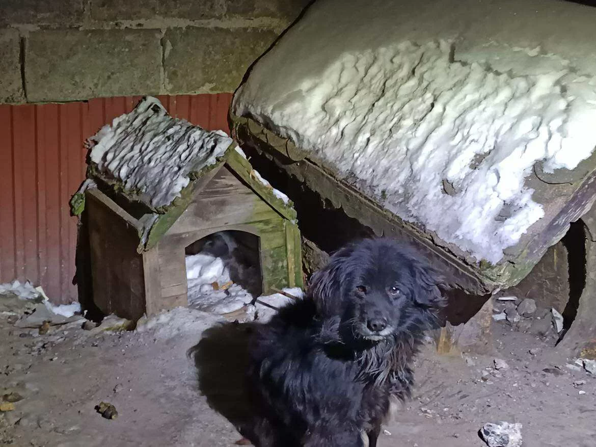 Uwiązany na łańcuchu w mrozie, bez jedzenia i ciepłej budy. Interweniowała straż miejska