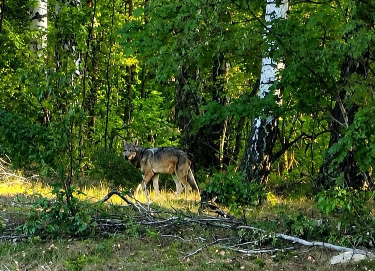 Wilki w powiecie płockim! Wójt apeluje o ostrożność