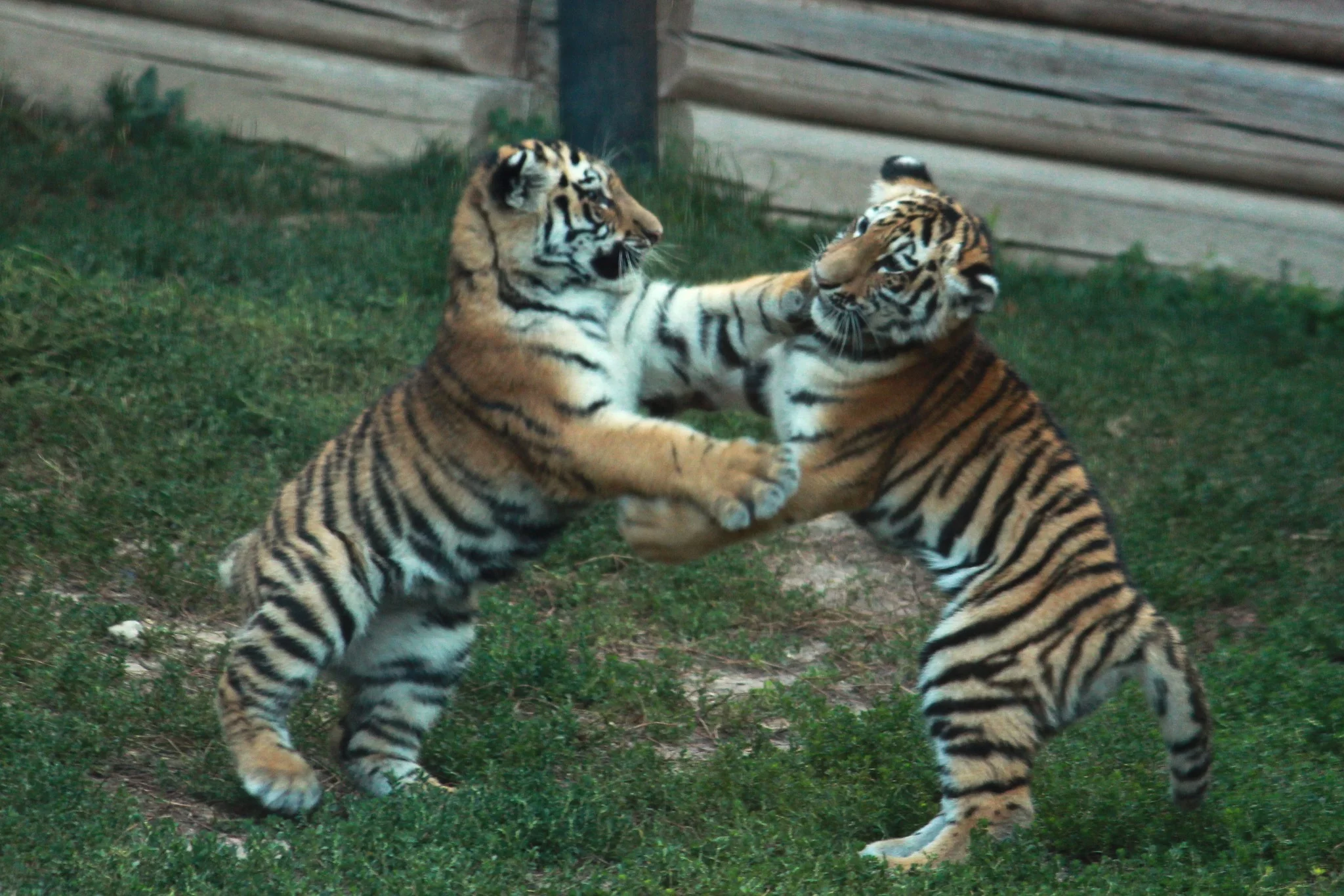 W Płocku będzie rządził Szach? Cztery tygrysy z Zoo mają już imiona