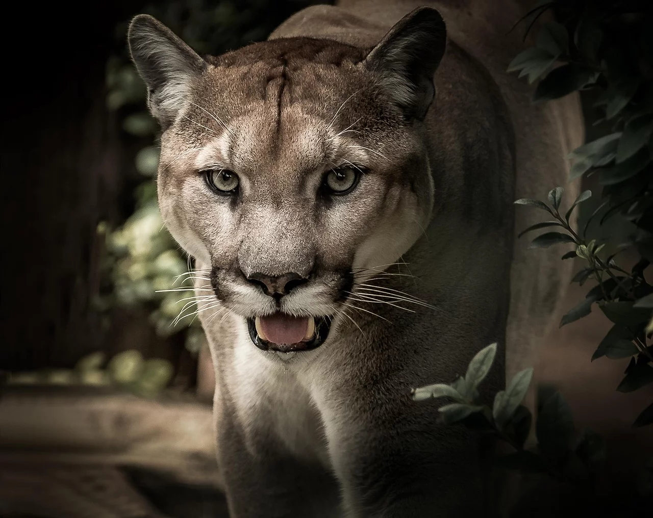 Alarm służb: na Mazowszu wciąż grasuje groźna puma. Weszła choćby do miasta!