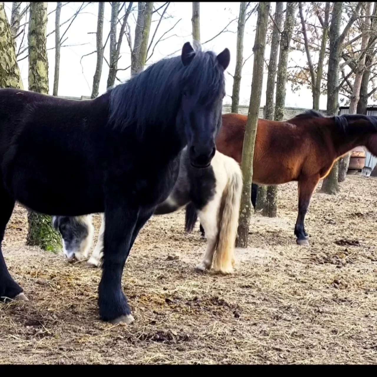 Wpłaty od 15 tysięcy osób i gaża z Canal +. Różaland bliski wykupienia ziemi