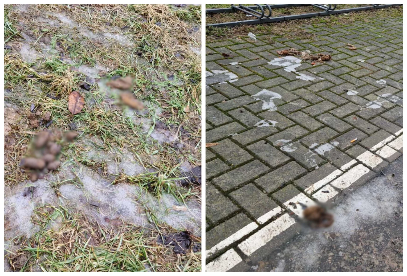 Śnieg stopniał, psie kupy zostały. Płocczanka: dziecko z niemal każdego spaceru nie wraca ubrudzone. Czy ten problema da się w ogóle rozwiązać?