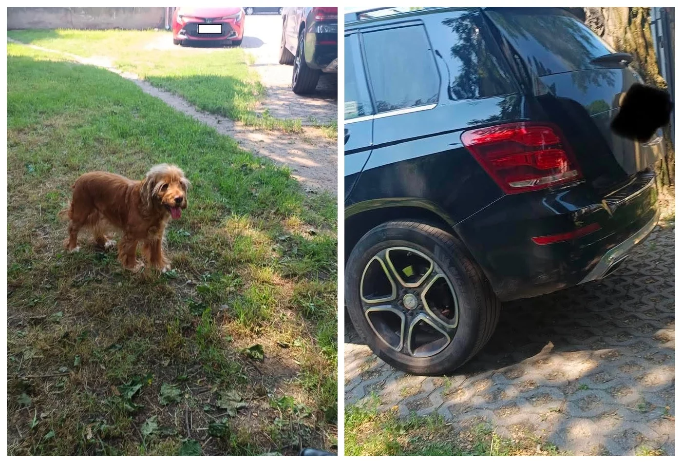 Psy zamknięte w rozgrzanym aucie. Interweniowały służby