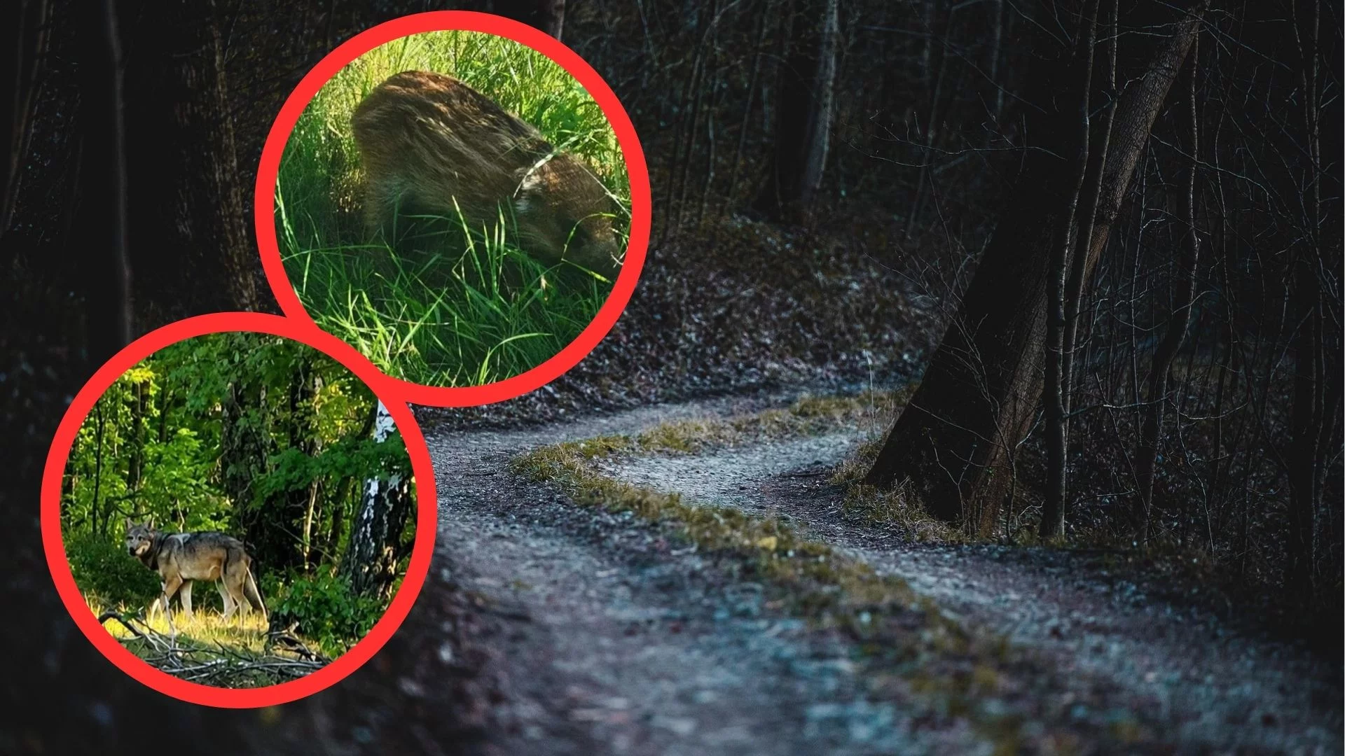 Szopy, dziki, wilki, a nawet... pumy w regionie? Nadleśniczy uspokaja i tłumaczy