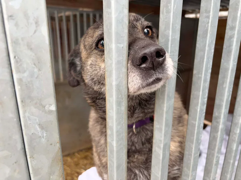 Pomoc dla bezdomnych zwierząt i schronisk. Chodzi o miliony złotych