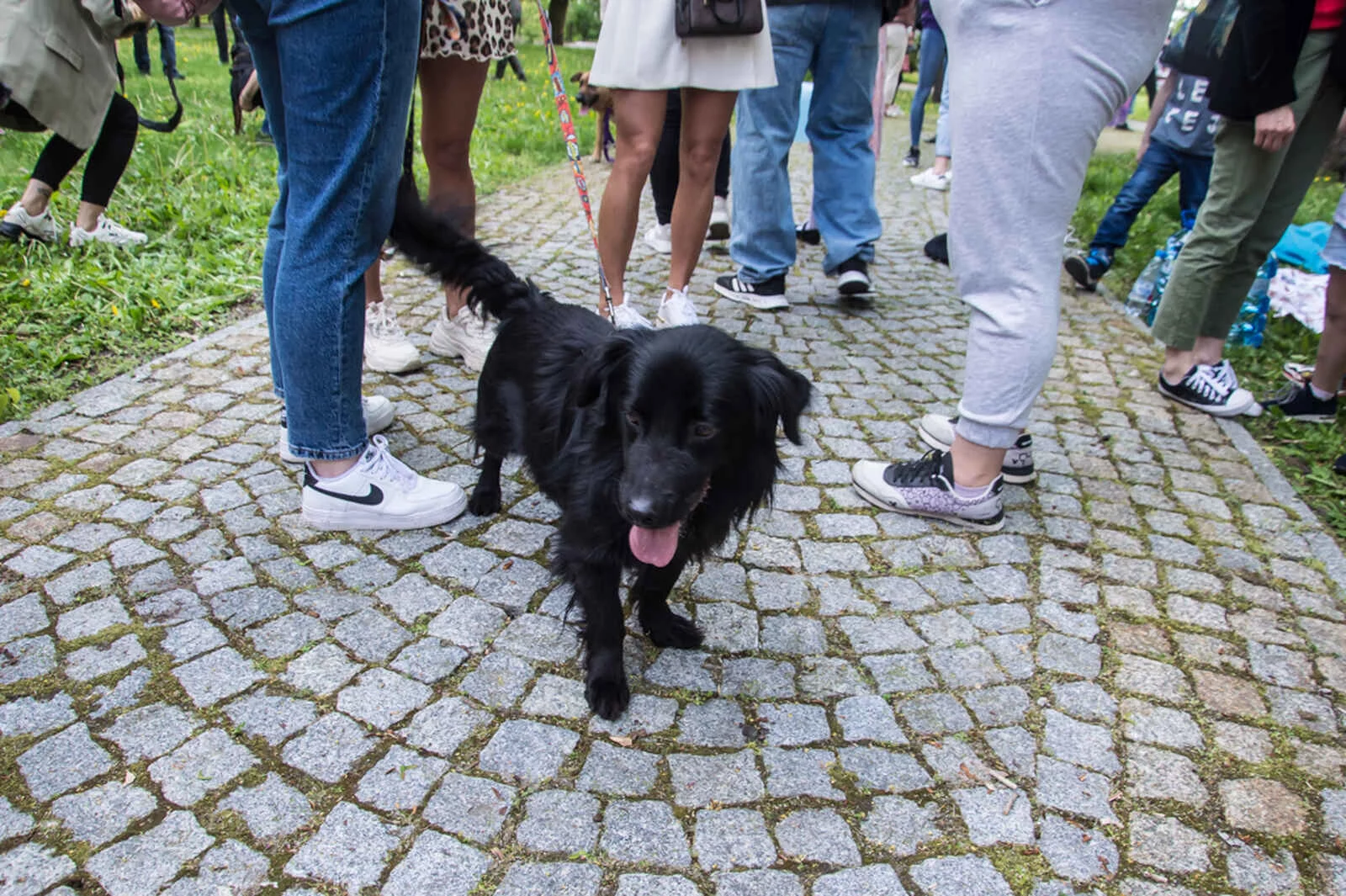 Najpierw zbiórka z atrakcjami, a później wspaniałe psy, ciasto i lody. Wstęp wolny