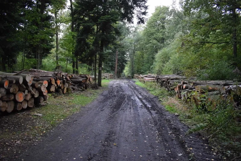 Obrazek do pytania - Las Krogulec jest w obrębie dzielnicy…