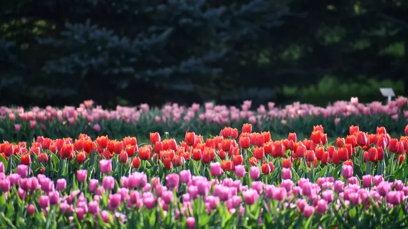 Obrazek do pytania - Jakie miejsce wiosną zachwyca tysiącami tulipanów?