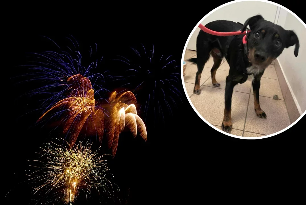 Wyją ze strachu, uciekają i umierają... Dla zwierząt sylwestrowe fajerwerki to koszmar powracający co rok