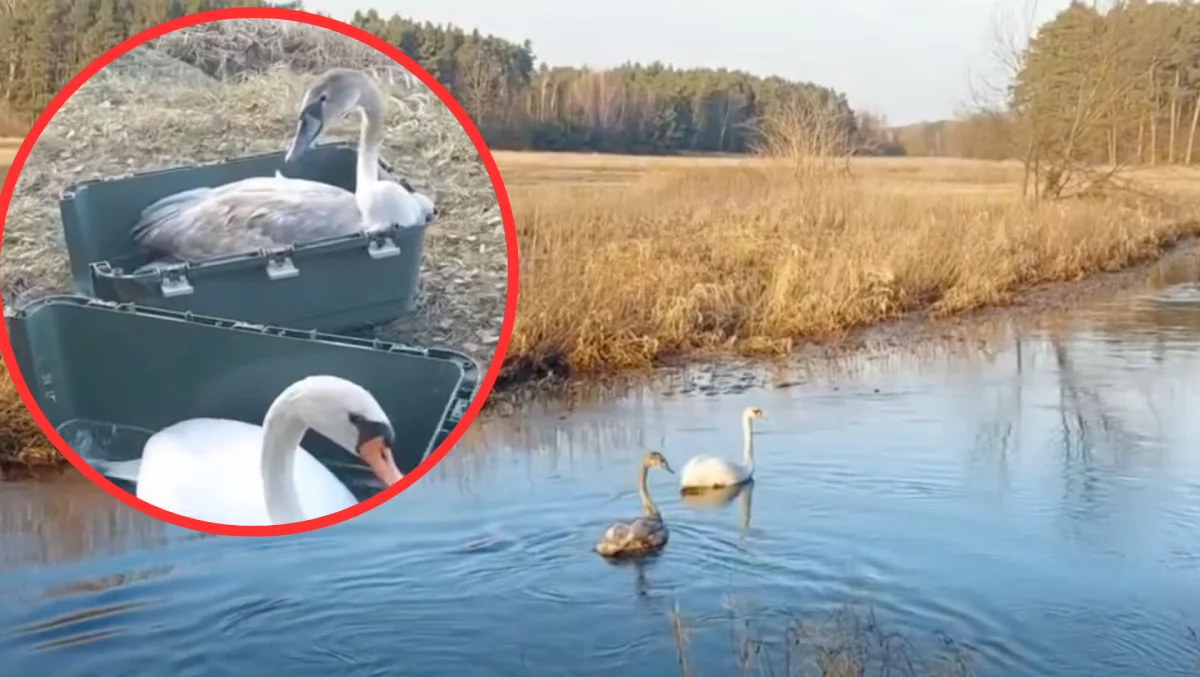 Łabędzie i nie tylko... odzyskały wolność. Opuściły ośrodek piotrkowskiego nadleśnictwa