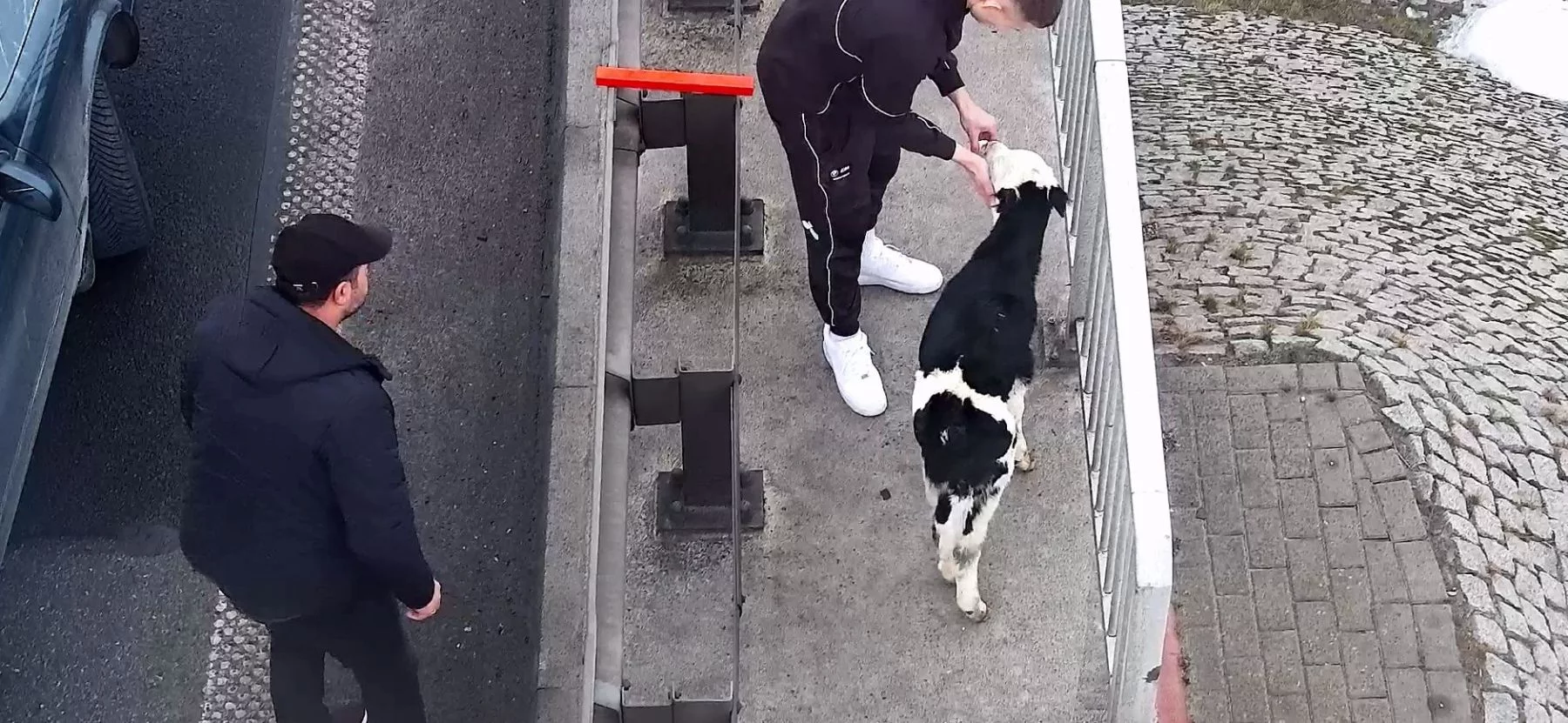 Cielaczki zabłąkały się na autostradzie. Zwierzęta hasały między autami [ZDJĘCIA]