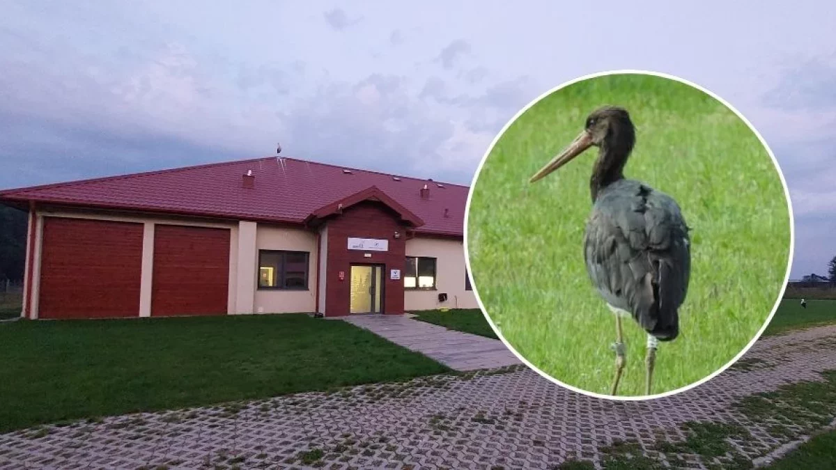 To najpopularniejszy bocian czarny w Polsce. Jego historia zakończyła się tragicznie