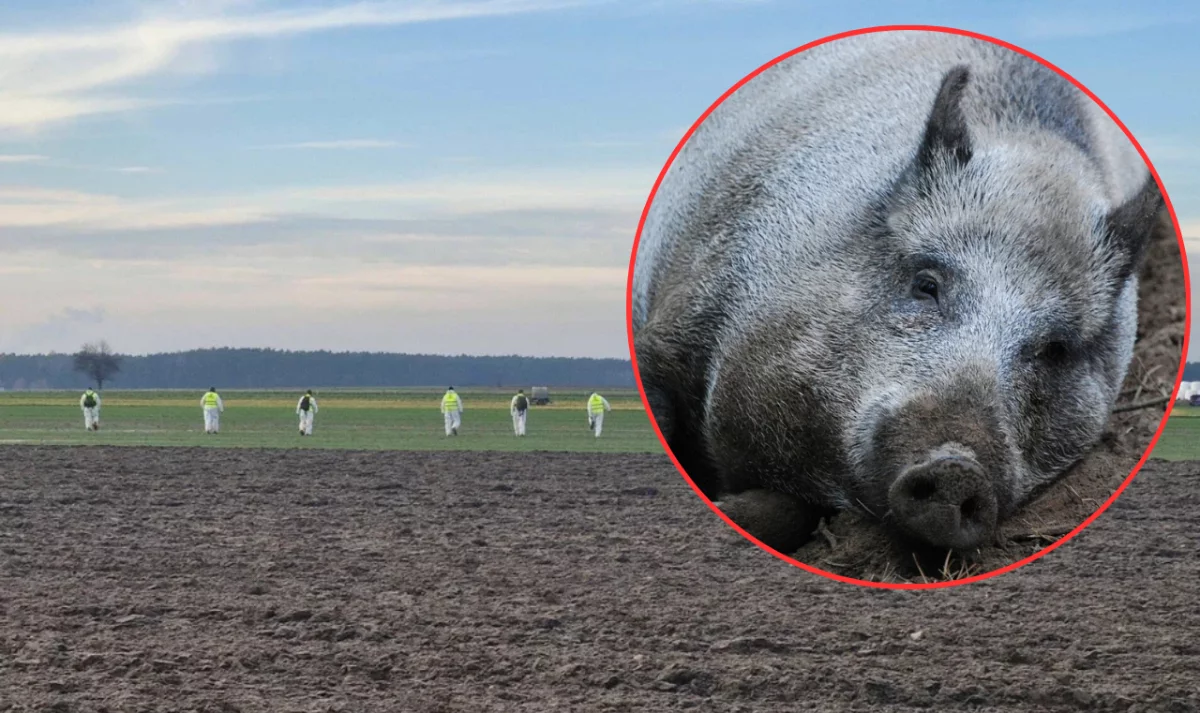 Będą odławiać i zabijać dziki w powiecie piotrkowskim. Oto obszary zagrożone zakażeniem ASF