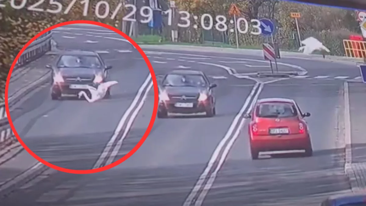 Samochód przejechał łabędzia. Dramatyczne nagranie obiega Internet [VIDEO]