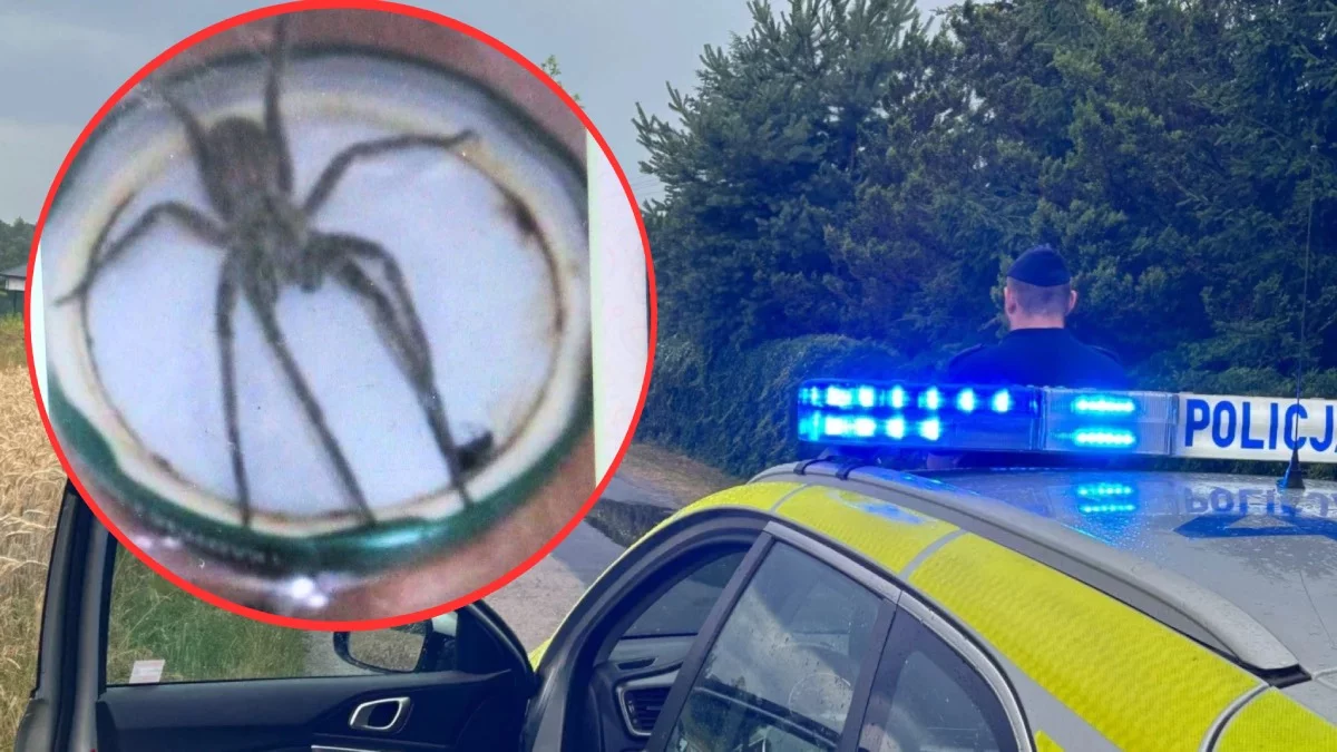 "Zaginął groźny, jadowity pająk". Zaangażowano straż i policję