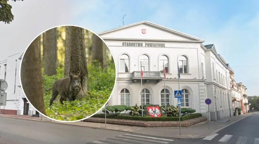 ASF w powiecie piotrkowskim? Zwołali zespół kryzysowy