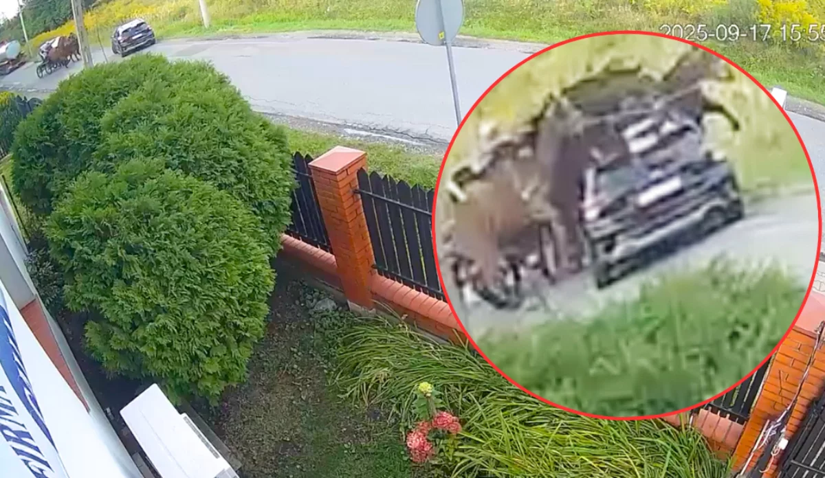 Konie z impetem wbiegły w pojazd. Mamy nagranie ze zdarzenia