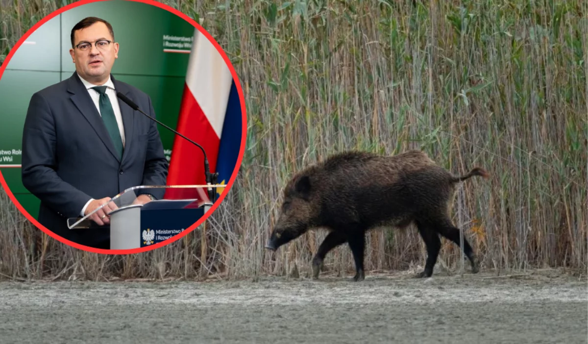 Czy ASF dotarł do powiatu piotrkowskiego zza granicy? Minister rozwiewa wątpliwości