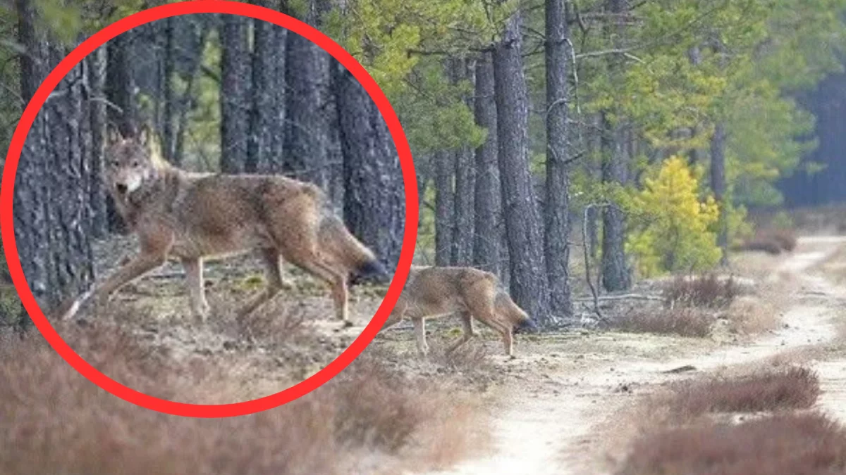 „Uwaga – wilki!”. Mieszkańcy ostrzegają grzybiarzy w okolicach Sulejowa