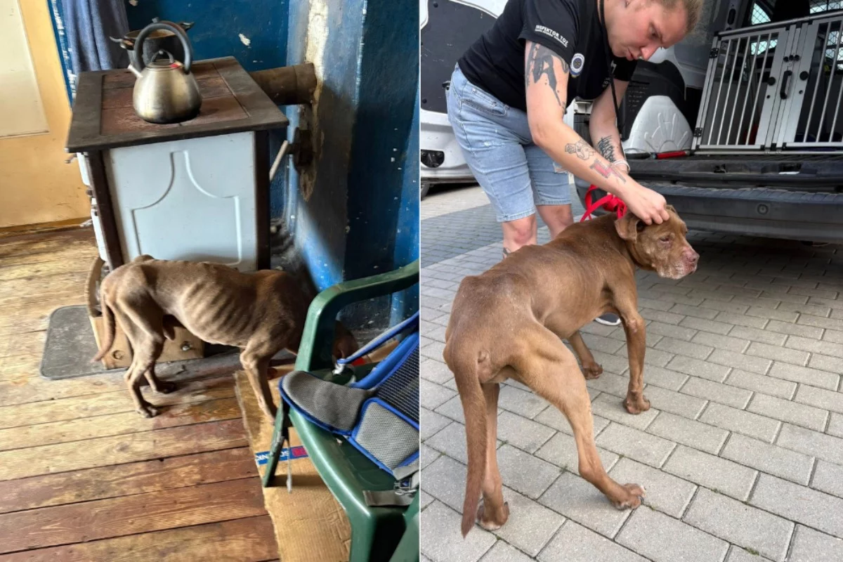 Dramatyczna interwencja TOZ w Piotrkowie. Starszy pies pozostawiony bez jedzenia i wody