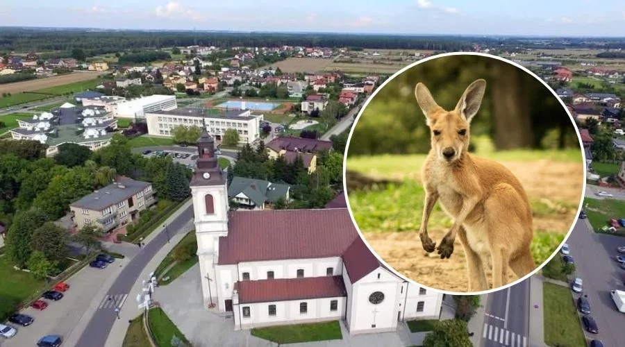 Nietypowy widok w powiecie piotrkowskim. Komuś uciekł... kangur