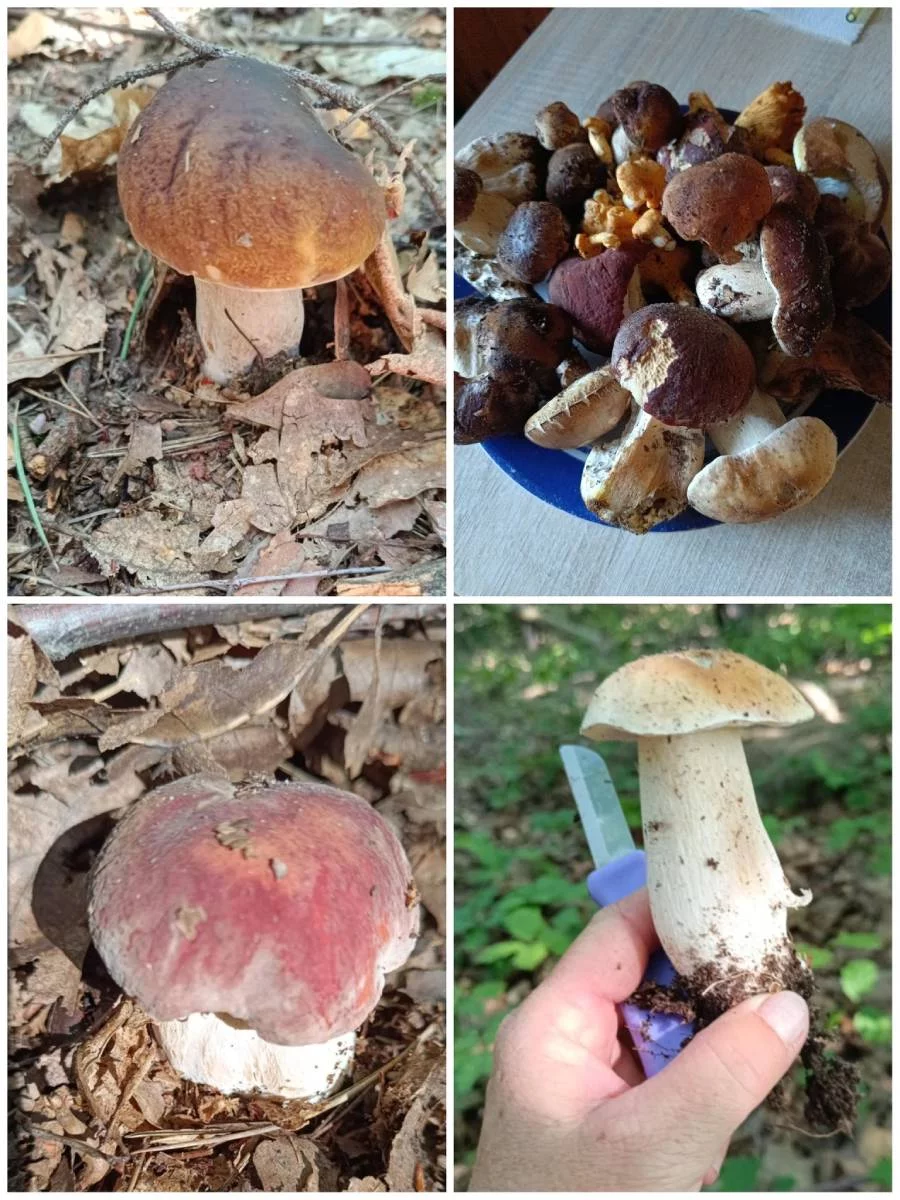 Najlepsze miejsca na grzyby w powiecie piotrkowskim