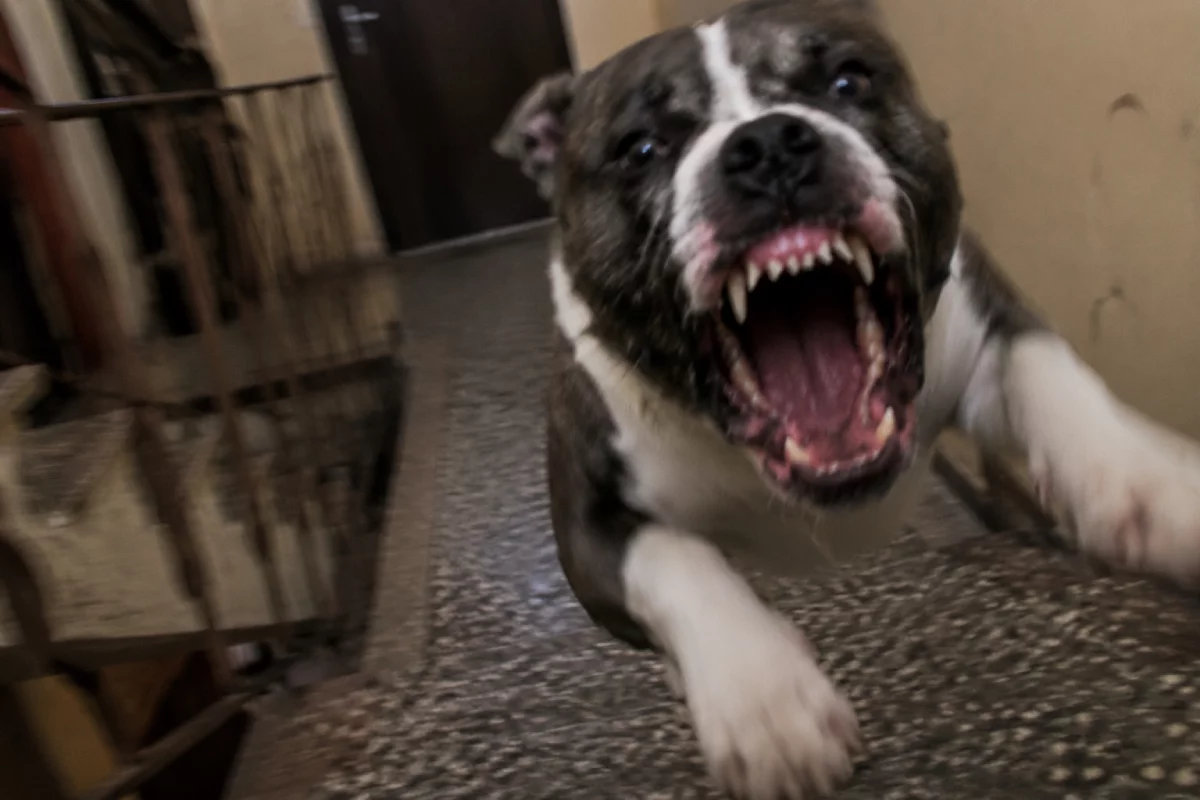 Amstaf rzucił się na dziecko. Dramatyczne sceny w Piotrkowie