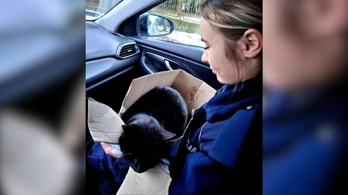 Mogło skończyć się tragicznie. Policjanci z Sulejowa uratowali potrąconego kota