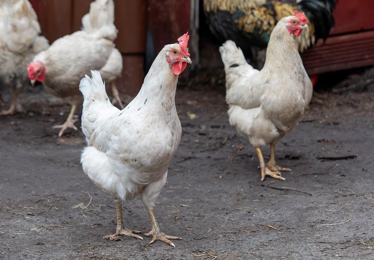 Zaraza na terenie powiatu piotrkowskiego? Wyznaczono zakażone strefy
