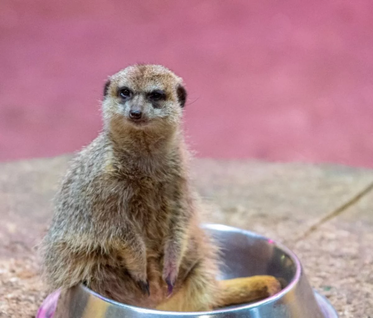 „Nakarm surykatkę swoim ex”. Burza wokół walentynkowej akcji łódzkiego zoo