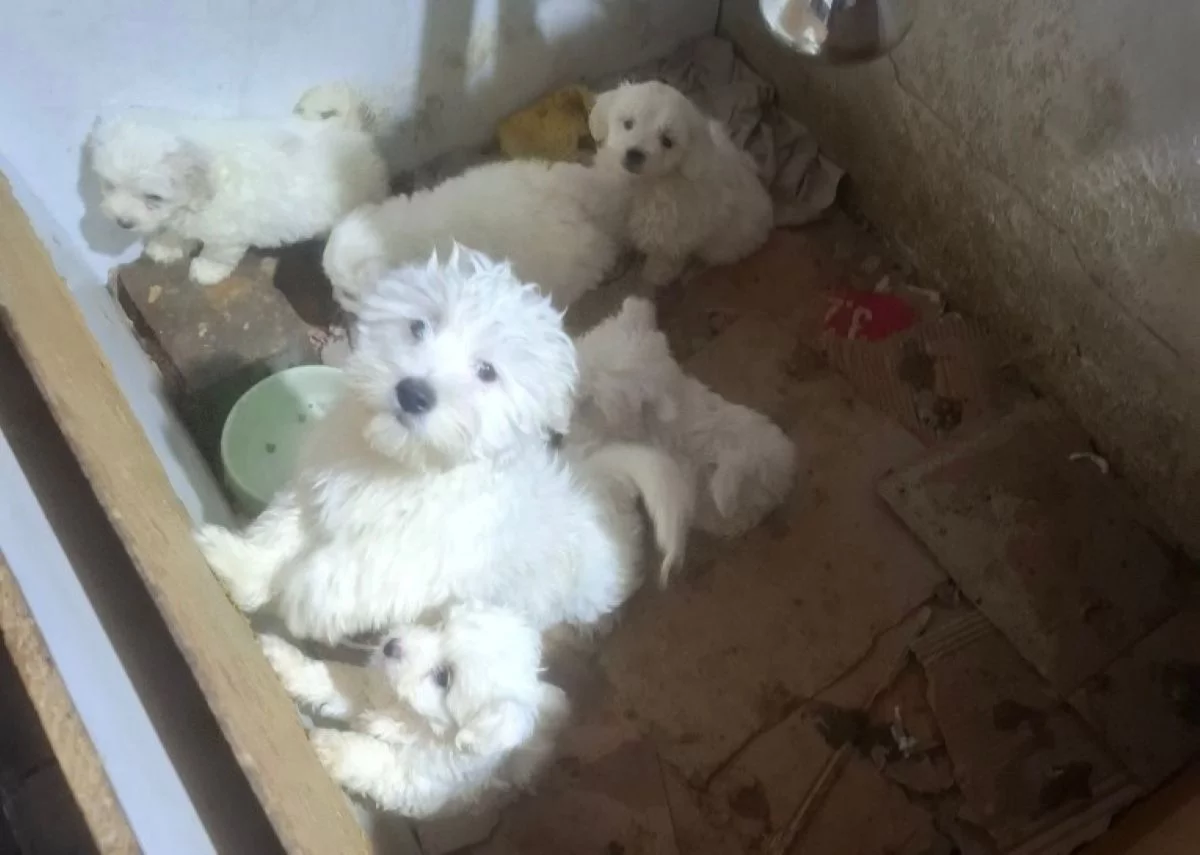 Koszmar zwierząt w nielegalnej hodowli w Łódzkiem. Zabrano kilkadziesiąt wycieńczonych i niedożywionych szczeniąt! [FOTO]