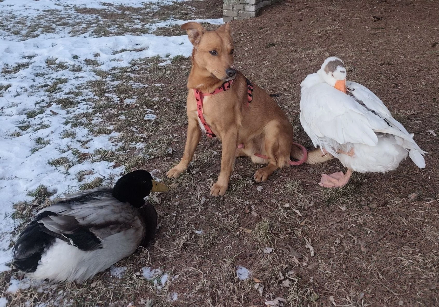 Z gęsią, kaczką i psem podróżuje przez Polskę. ŁKA bardziej gościnna niż Intercity?