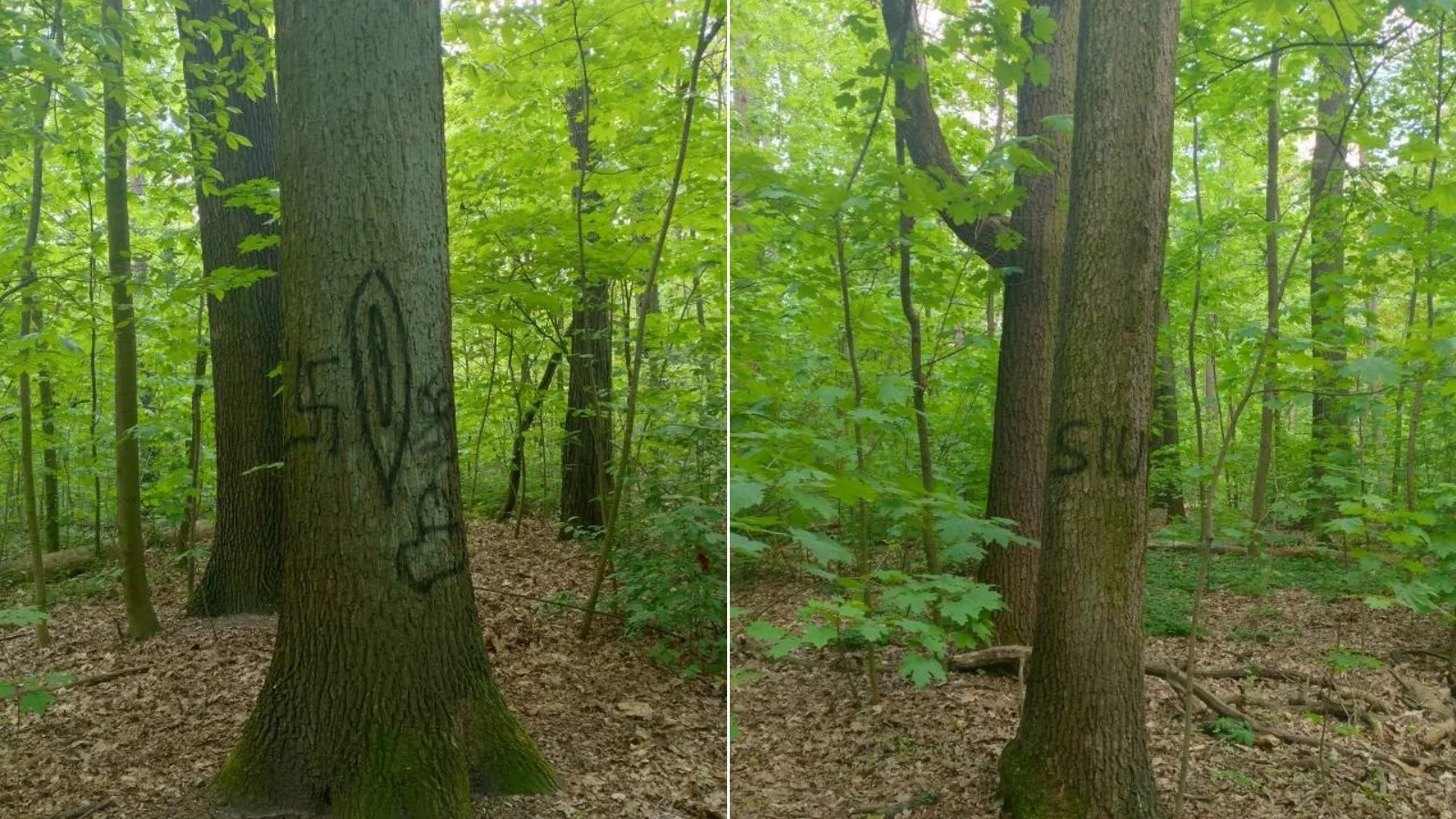 Swastyka i intymne części ciała wymalowane na drzewach. Park Julianowski stał się celem wandali