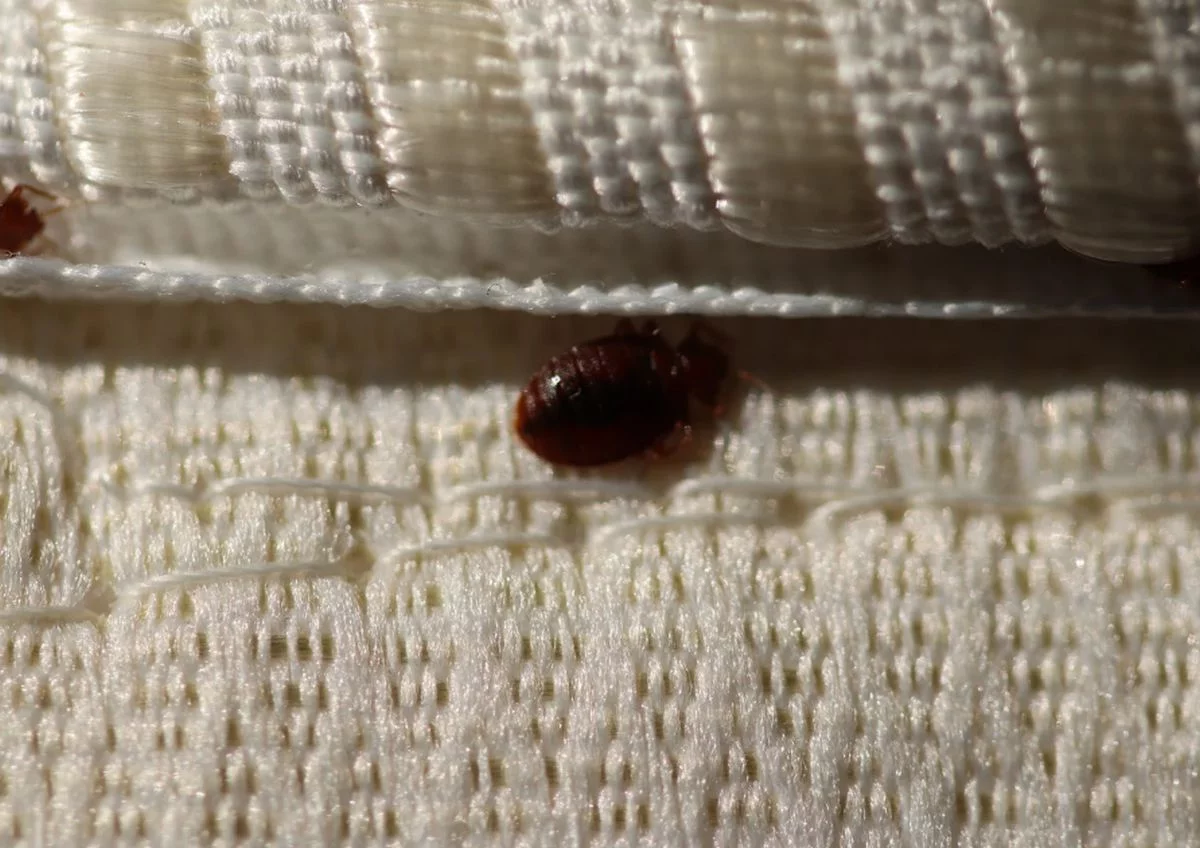 Te rośliny doniczkowe przyciągają pluskwy. gwałtownie usuń je z sypialni