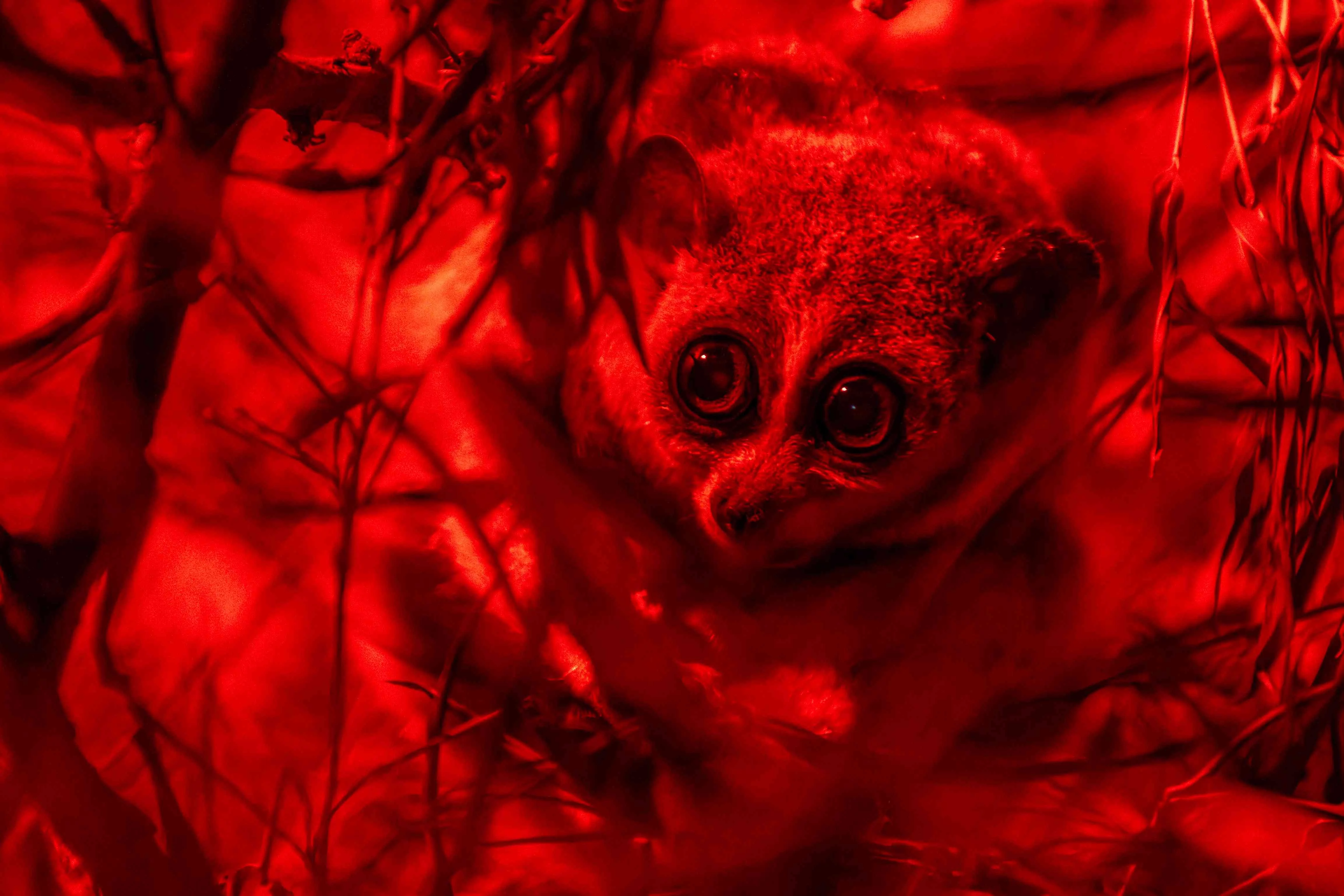 Trująca małpiatka i waran - jarosz. Takie niezwykłości zobaczysz w Orientarium Zoo Łódź [FOTO]