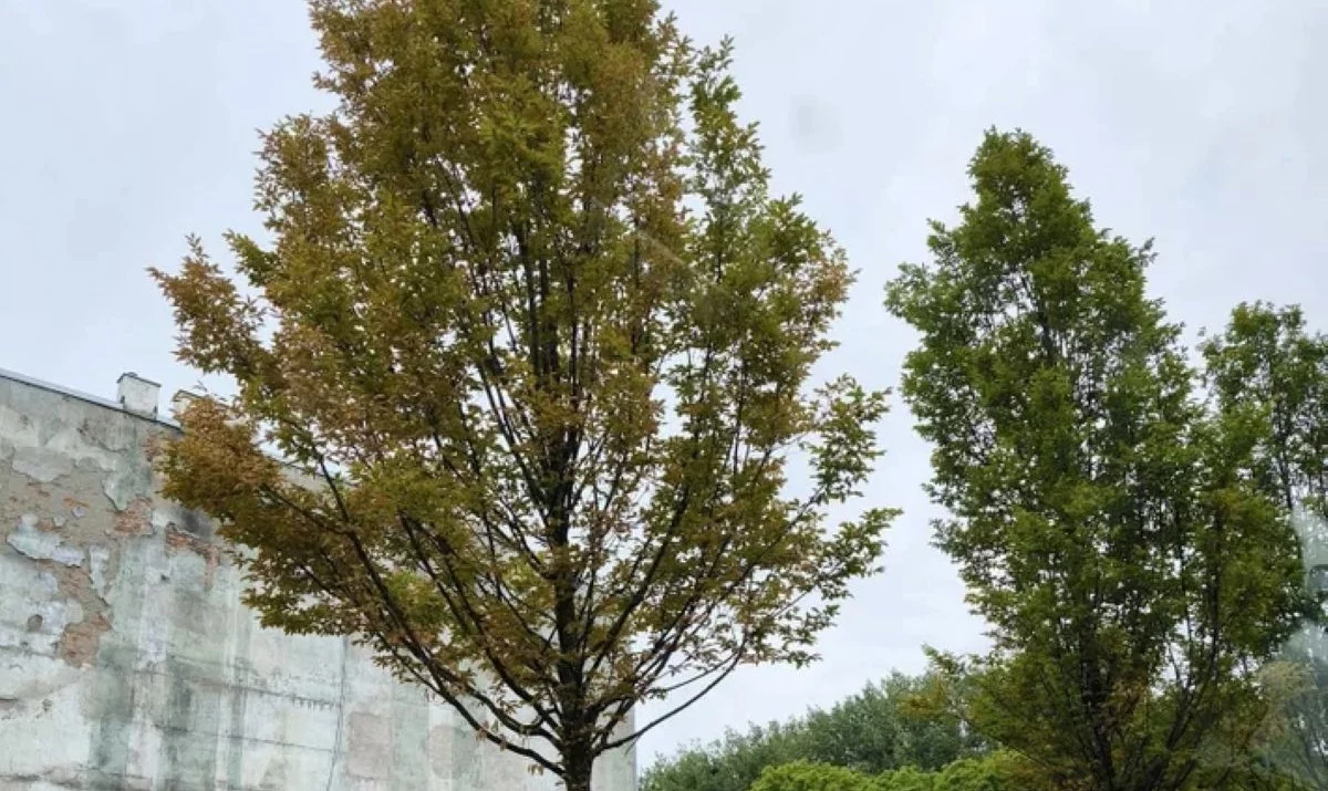 Boją się o drzewa na Złotnie. "Ich stan jest pod obserwacją"