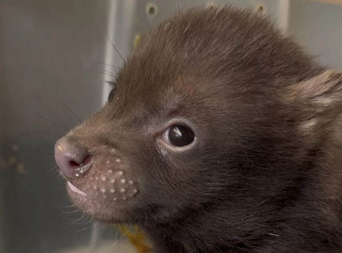 Te zwierzęta żyją tylko w Orientarium Zoo Łódź. I znów się rozmnożyły! [FOTO]