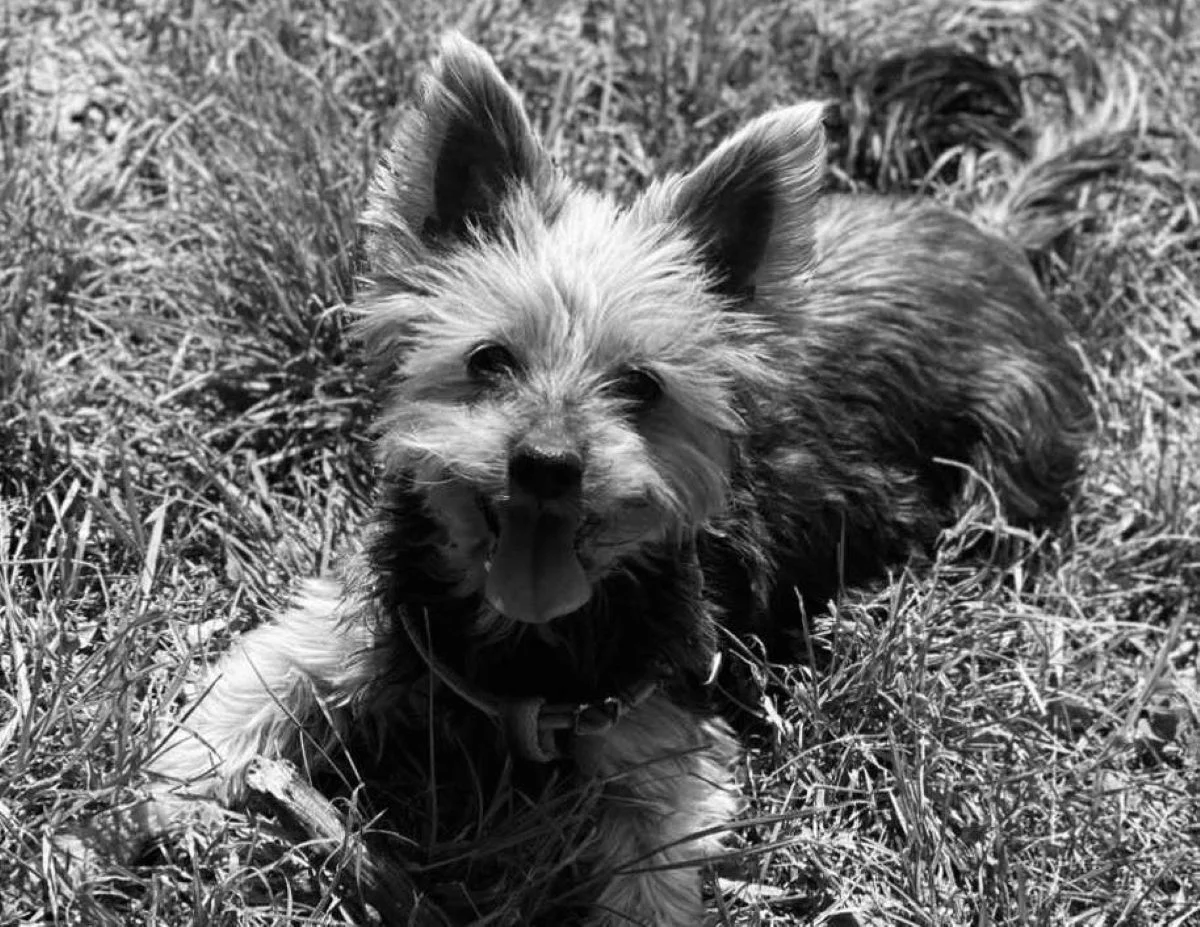 Blady strach padł na właścicieli psów. Toksyczna kiełbasa z igłami na łódzkich Kozinach