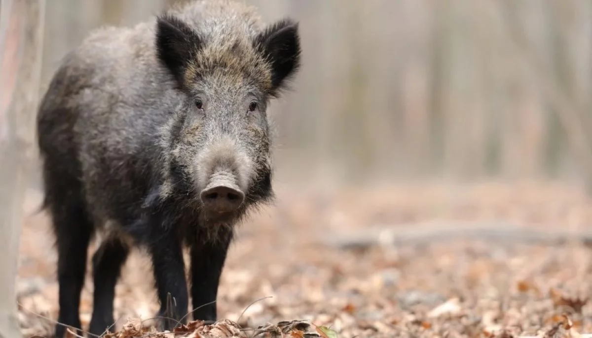 Łódź nie dla dzików - zwierzęta są uśmiercane. Miasto: To zawsze ostateczność