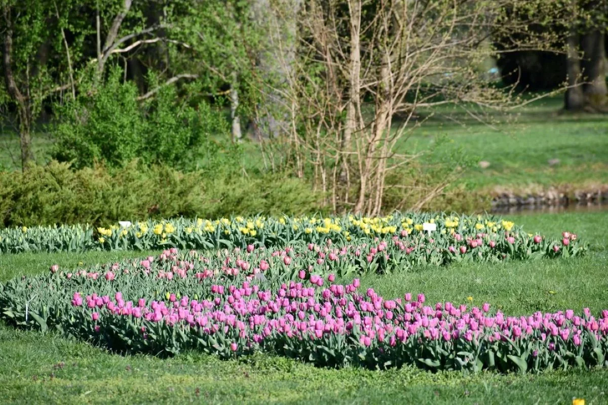 Pawilon tropikalny w Botaniku, Błonia do osuszenia? W poniedziałek konsultacje w sprawie Dżungli 360
