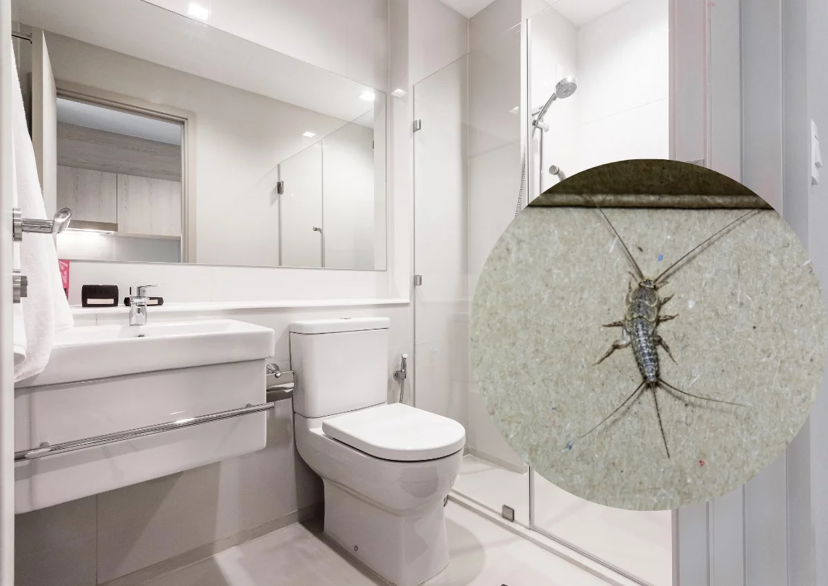 Pozbądź się ich natychmiast z łazienki. Inaczej te insekty opanują cały dom!