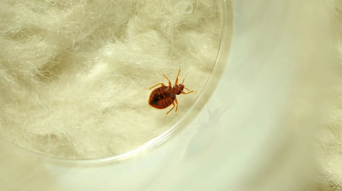 Niechciane pamiątki z podróży: pluskwy. Te rośliny to dla nich idealne środowisko