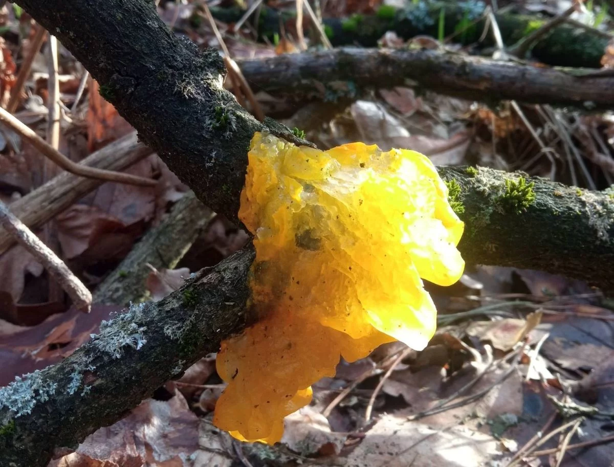 Glut wiedźmy w lasach w Łódzkiem! Azjaci wrzucają go do zupy