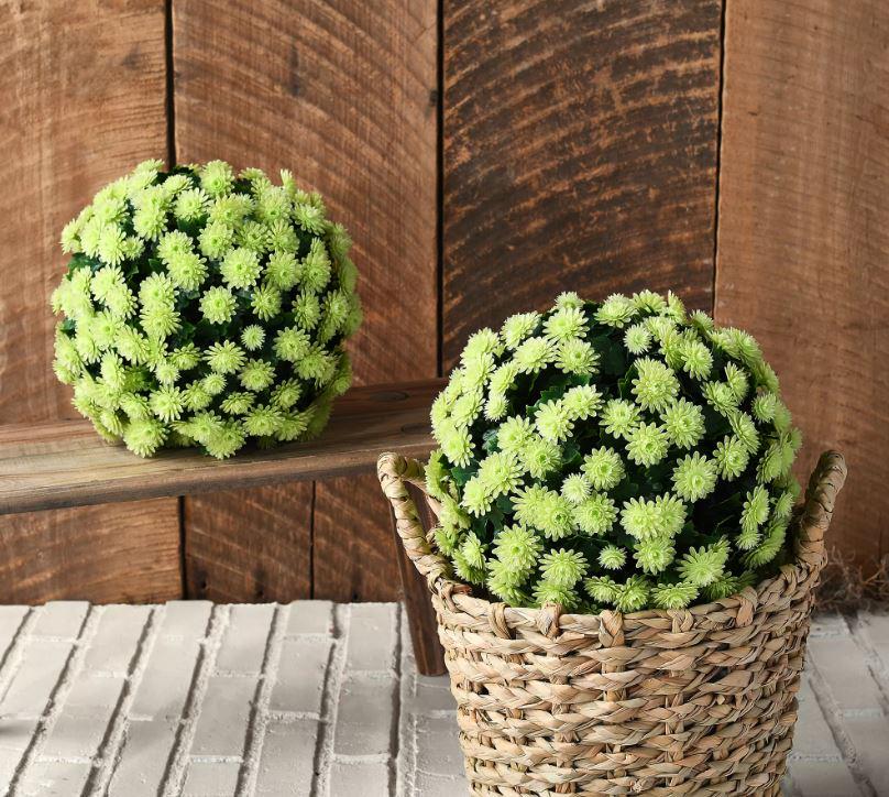 Wicker Park 10" Faux Mum Indoor/Outdoor Garden Spheres Set of 2 Jender