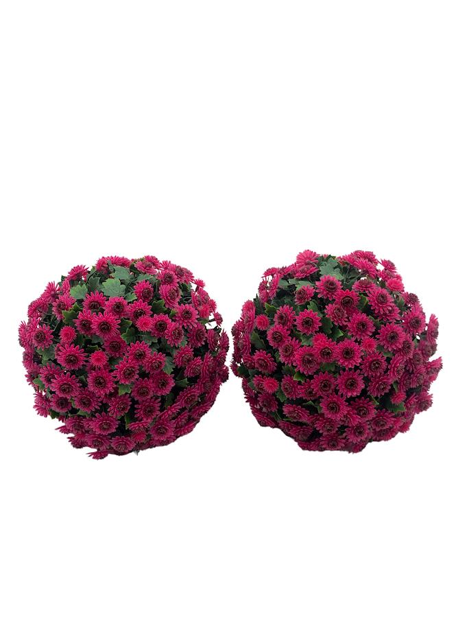 Wicker Park 10" Faux Mum Indoor/Outdoor Garden Spheres Set of 2 Jender