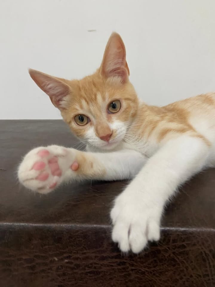 Mandi