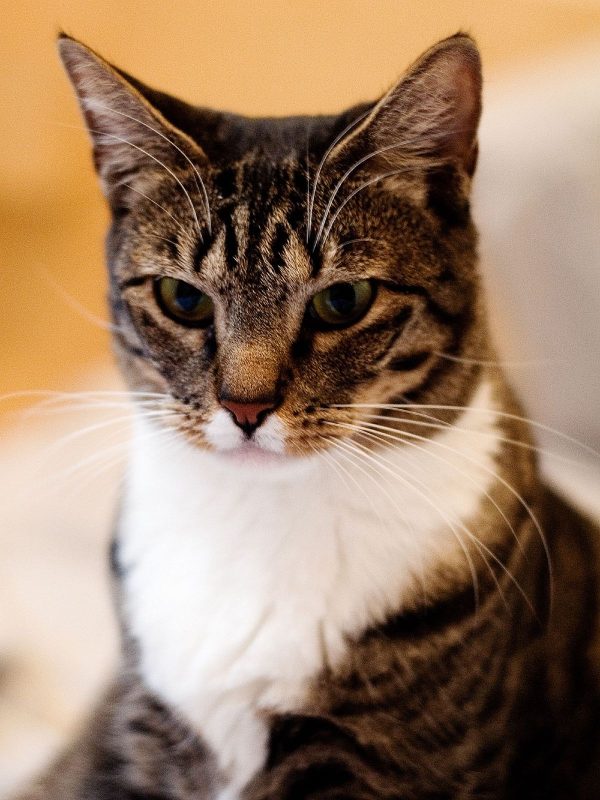 Leo